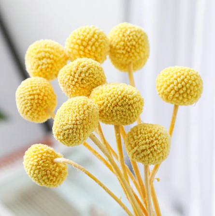 10PCS Natural Dried Flower Craspedia Billy Ball Flowers Billy Buttons Floral