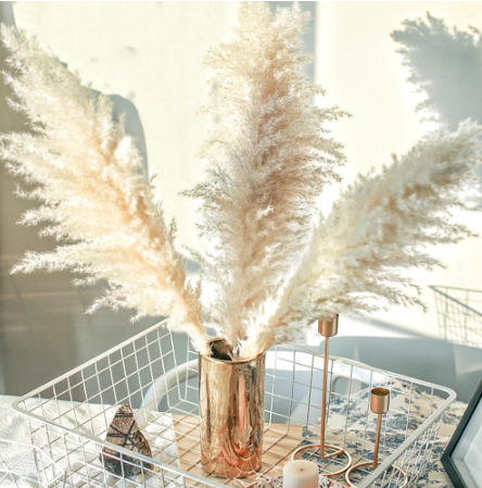 55-60cm/ Natural Reed Dried Flower White Brow Big Pampas Grass Bouquet